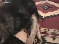 Fat chick drilled by a furry mutt